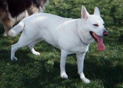 White German Shepherd.JPG